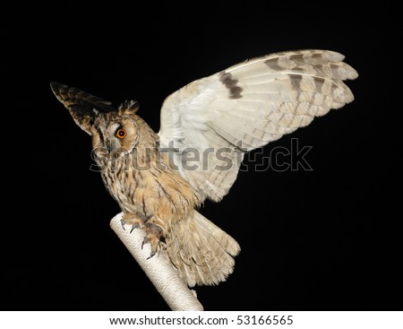 owl on a stick on the black background, (Strigiformes, Striges)