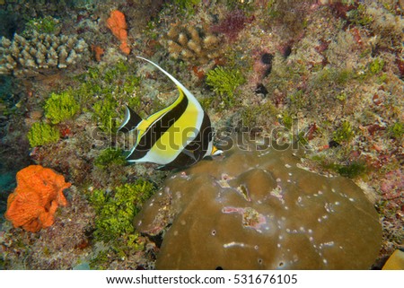 underwater photography Zanzibar island Tanzania Africa