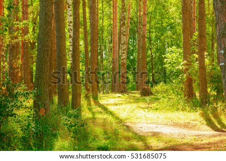 sunny forest on the shore of  lake