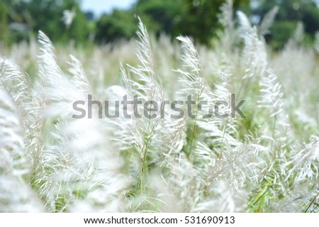white grass flower of farm green field in winter season