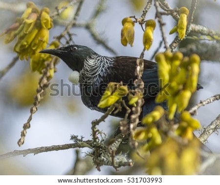 The Tui in a Kowhai tree(Prosthemadera novaeseelandiae) An endemic passerine bird of New Zealand.SOFT Focus