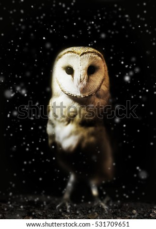 Barn owl winter portrait with snow night on dark background. soft focus on owl head retouched picture