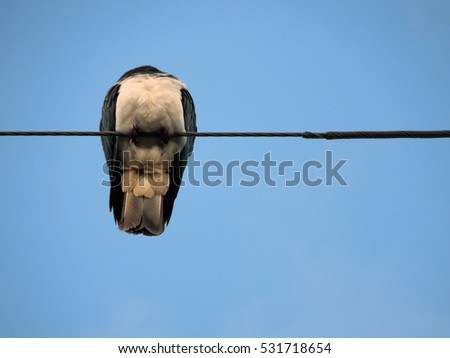 Below Perspective of Kereru Pigeon Sitting on Telephone Wire with blue sky in the background