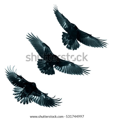 Birds - mix flying Common Ravens (Corvus corax) isolated on white background. Halloween - mix three birds