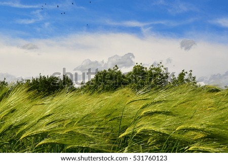 Growing rye field, Agricultural Background
