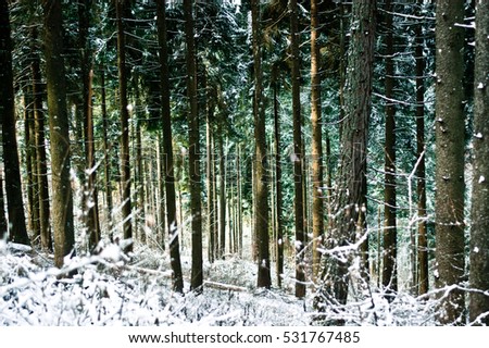 the winter forests