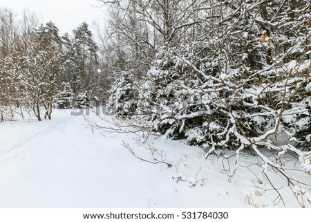 Landscape of winter forest with spruce covered with frost at mainly cloudy weather. First snow at autumn season.