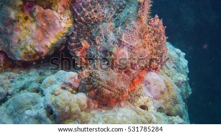 Scorpion fish laying on the coral reef