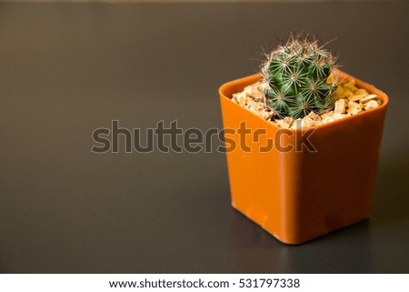 Cactus in a small pot, orange plastic.