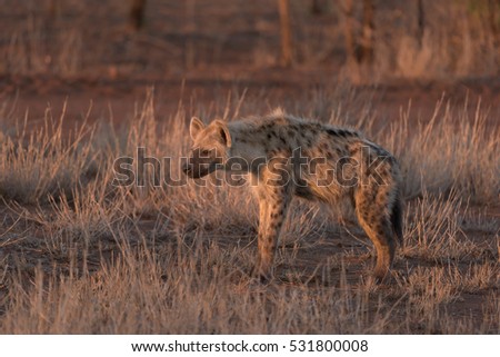 A horizontal photograph of one Hyena (crocuta crocuta) full body side profile in sunset light in The Kruger National Park