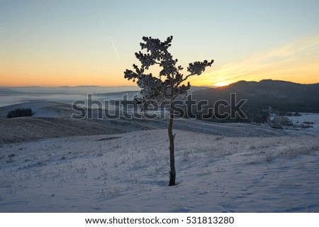 lonely pine tree at sunrise in winter