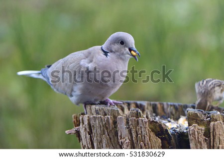 Eurasian collared dove looking for food