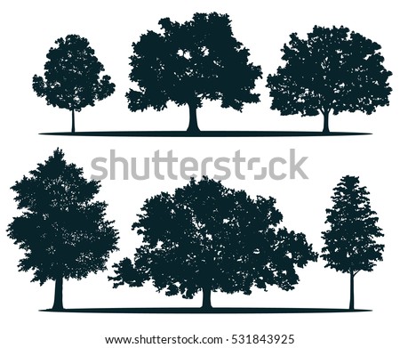 Tree silhouettes - red maple ,sugar maple, oak, poplar, green oak, birch