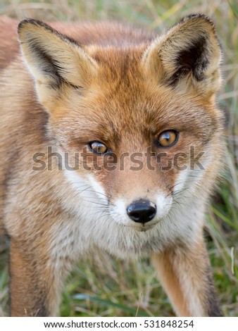 The Eyes of a Red European Fox