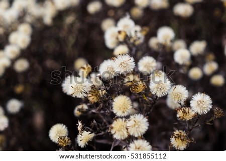 Wild fluffy flowers on meadow. Slovakia