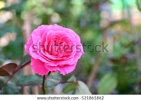 roses dark pink