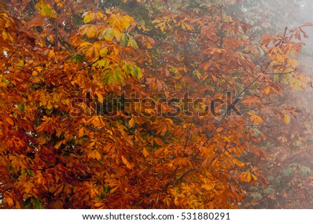 autumn blurred background path in autumn city park
