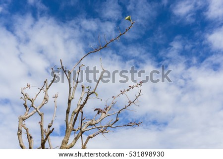 The branch of tree over blue sky