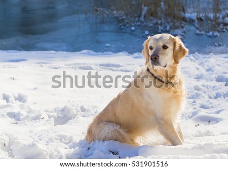 Adorable golden retriever dog sitting on snow outdoor near the lake.  Winter in park. Horizontal, Copy Space.