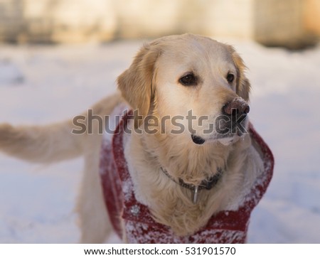 Adorable golden retriever dog wearing warm red coat. Winter in park. Horizontal, selective focus.