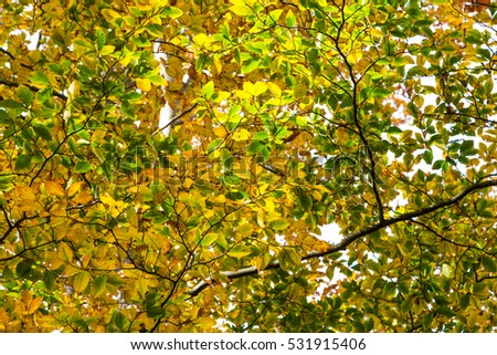 Beautiful color park with colorful trees up risen view, autumn landscape