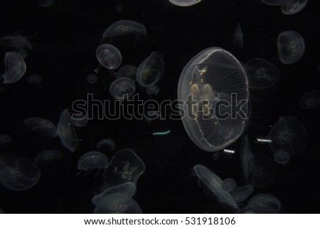 A group of many jelly fishes swim in the tank in  aquarium with translucent body in black background under the sea that glow in the dark (isolated)