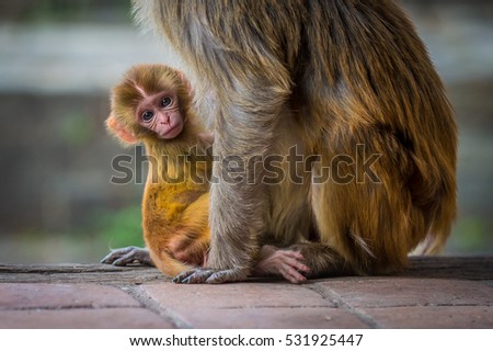 Little yellow monkey with mom