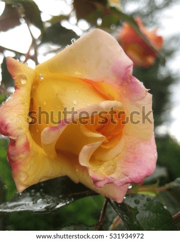 macro photo of a beautiful flowering Rose in a rainy autumn day