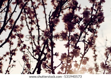 Photo of beautiful flowering tree in spring