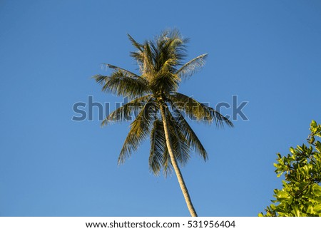 Coconut palm tree on sky background. Summer vacation banner template with place for text. Tropical nature minimal photo. Coco palm tree crown on blue sky. Palm tree leaves under sun. Paradise skyscape