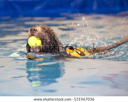 Spanish waterdog is swimming and fetching a ball.