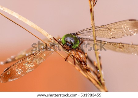 Macro picture of dragonfly on the leave. Dragonfly in the nature.
