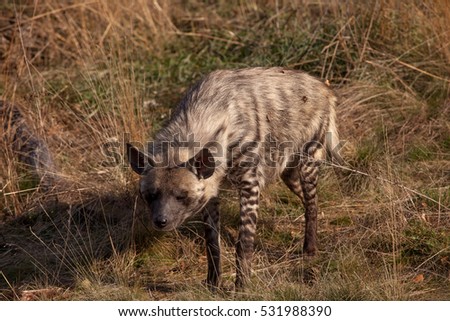 Striped hyena (Hyaena hyaena) with broad head and dark eyes

