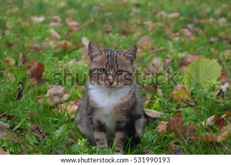 portrait of a striped kitten with green eyes in the grass. wallpaper
