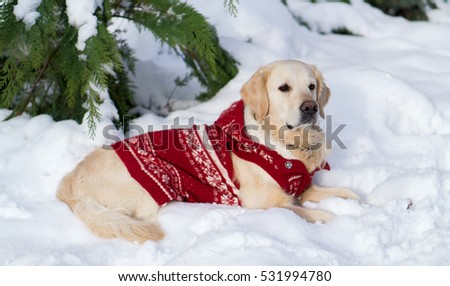 Adorable golden retriever dog wearing warm red christmas coat lie on snow. Winter in park. Square, copy space.