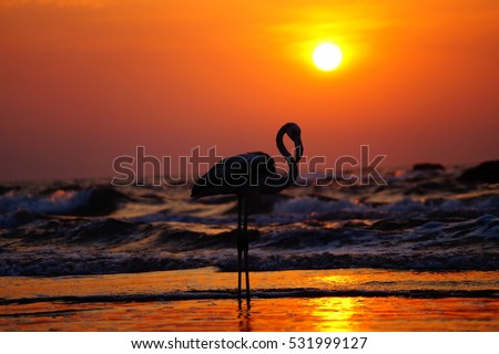 White flamingo on the sunset. Morjim beach, Goa, India.