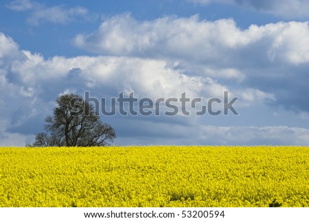 Golden Yellow Crop of RapeSeed Ripens under a Cloudy Sky