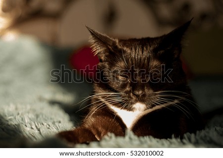 black cat with a white shirt front on a green background