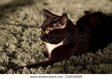 black cat with a white shirt front on a green background
