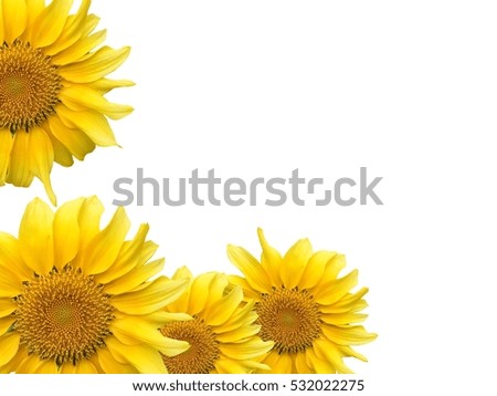 Sunflowers with white background.