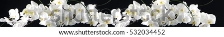white orchids on black Royalty-Free Stock Photo #532034452