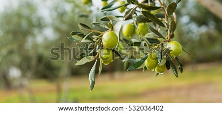 Green Olives Tree Royalty-Free Stock Photo #532036402