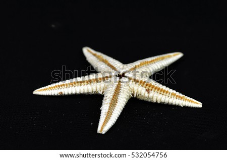 Picture of a starfish on a dark background