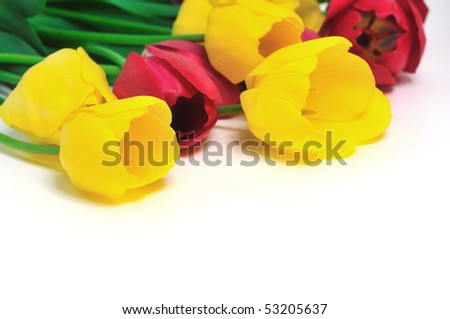 Springflowers. Tulips bouquet isolated on white.
