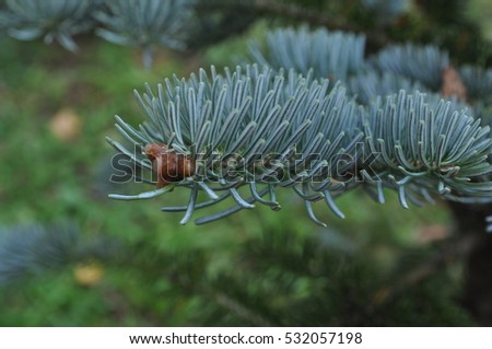 Close up fir branches