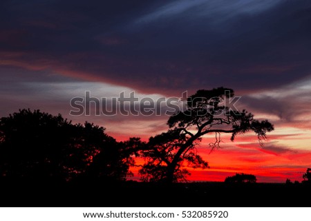 silhouette of pine crown at sunset