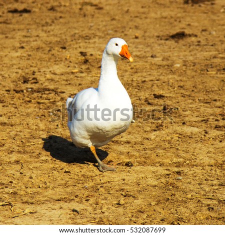 Nature goose