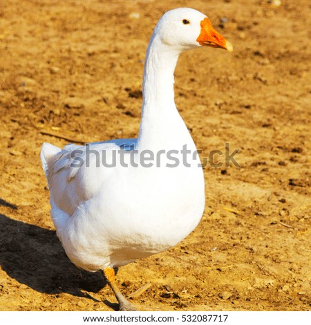 Nature goose
