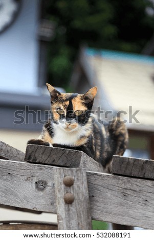 Cat breeds Thailand