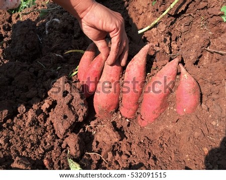 organic sweet potatoes in soil By digging with shovels and gloves.